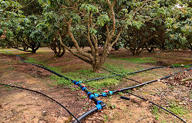 大田水肥一体化滴灌