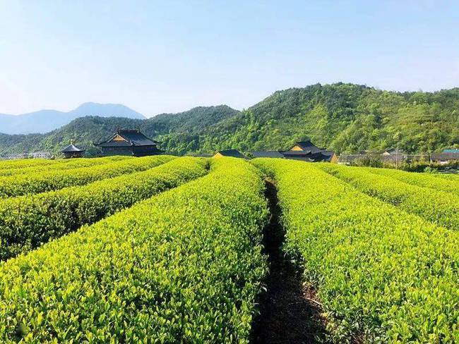 智慧茶园