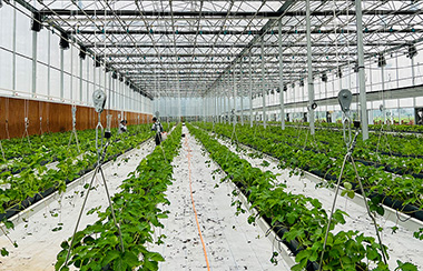 蔬菜大棚温室数字化管理系统